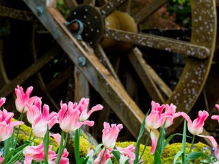 Wall Mural - Pink tulips covered with raindrops, water wheel in the background      