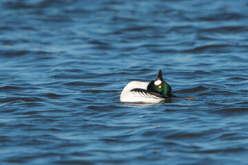 Common Goldeneye (Bucephala clangula) drake in courtship display