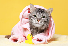 Funny Wet Gray Tabby Cute Kitten After Bath In Pink In Bathrobe . Just Washed Lovely Fluffy Cat With Rubber Toy Duck On Yellow Background.