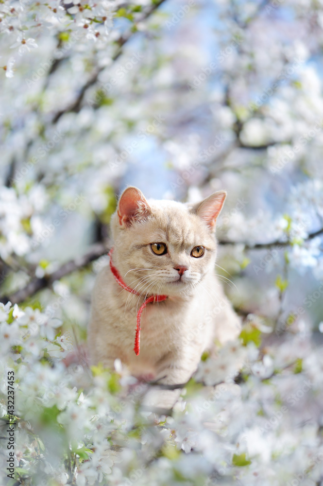 Vertical picture of a kitten in the blooming tree - obrazy, fototapety, plakaty 