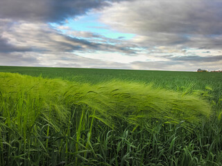 Wall Mural - rye or winter barley green leaning in the wind at field.