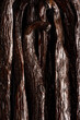 © Stacy Howell - Closeup of whole vanilla beans
