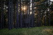© DeStefano - A log cabin placed in the woods viewed at sunset