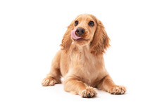 A Golden Cocker Spaniel Puppy Licking His Lip While Isolated On A White Background