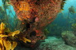 Large rock with shaded overhang covered with colourful invertebrates on sea bottom with kelp forest in background.