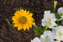 Top View Of A Sunflower With Beautiful Yellow Petals And White Lilies In The Park