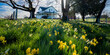 Daffodils blooming in the yard of a farm near Jefferson Oregon
