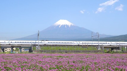 Wall Mural - 春の富士山