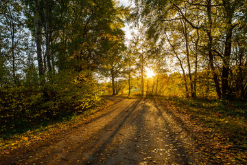 Poster - Beautiful view of an unpaved road with sunlight through trees