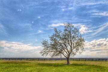 tree on a field