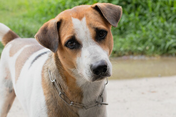 the white brown striped dog stood looking curious