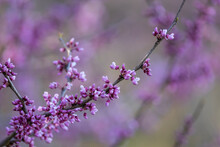 Close Up Shot Of Spring Bloom On A Tree Branch