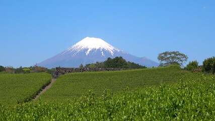 Wall Mural - 富士山と茶畑　今宮の茶畑　2021年