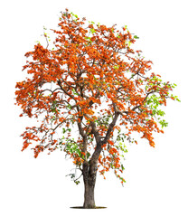 Flame tree or Royal Poinciana or Flame-boyant on isolated, an evergreen leaves plant di cut on white background with clipping path.