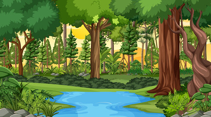 Wall Mural - Forest landscape scene at sunset time with many different trees