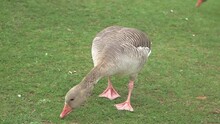 A Hungry Goose On A Meadow