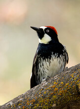Acorn Woodpecker Perched On A Colorful Branch In Claremont Botanic Gardens In California