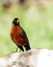 American Robin Perched On A Rock In Claremont California