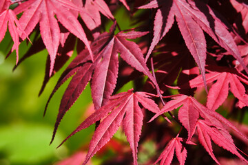 'bloodgood' maple merah jepang ( acer palmatum 'bloodgood')