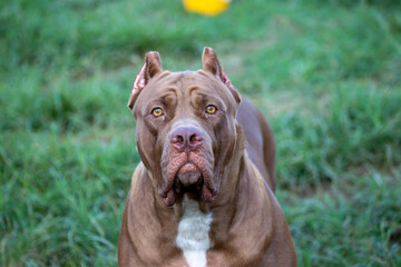 headshot american pitbull terrier The big brown in the lawn looks scary, but the pitbull actually has a cute, playful character and loves its owner. And looks funny