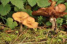 Pluteus Podospileus Mushroom In A Botanic Garden