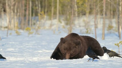 Wall Mural - Big male brown bear would like to take a nap but the ravens are disturbing