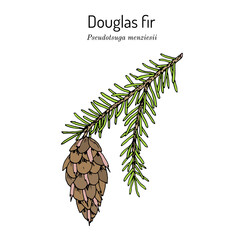 douglas-fir pseudotsuga menziesii , state tree of oregon