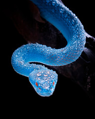 Wall Mural - exotic blue insularis viper venomous snake isolated close up in dark black background