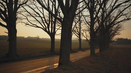 Wall Mural - Evening in spring against the background of oaks and fields