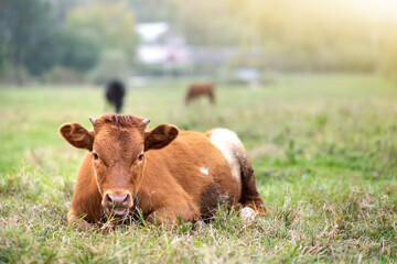 Brown milk cow grazing on green grass at farm grassland.