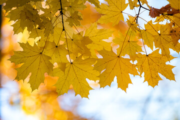 Wall Mural - close up of bright yellow and red maple leaves on fall tree branches with vibrant blurred background