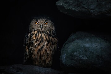 eurasian eagle-owl (bubo bubo) in dark cave, eurasian eagle owl sitting on rock at night and looking