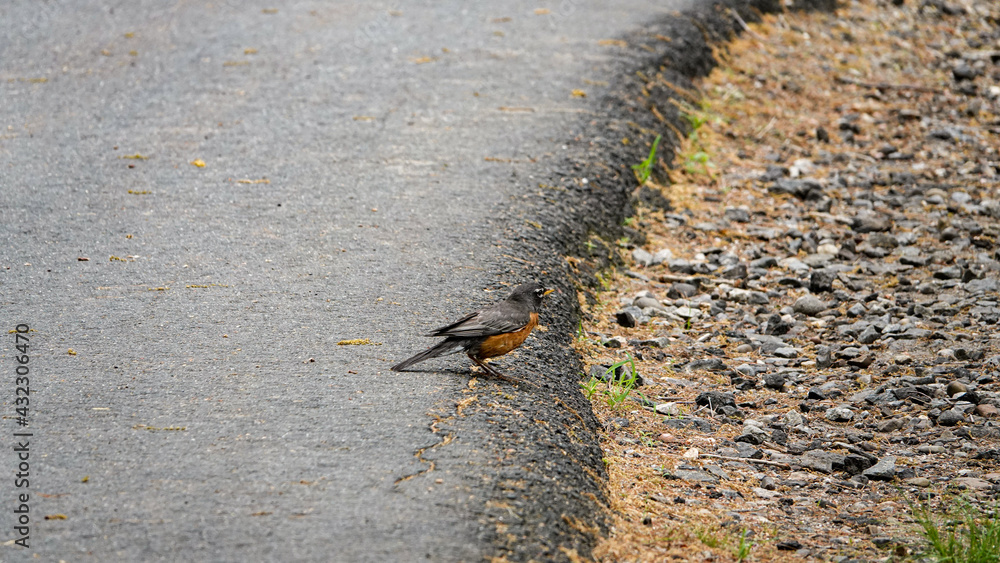 brązowo czarny ptak na poboczu drogi asfaltowej - obrazy, fototapety, plakaty 