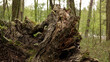 stary zbutwiały korzeń drzewa wśród innych drzew w lesie