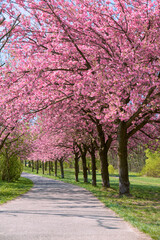 Alley of blossoming cherry trees called Mauer Weg English: Wall Path following the path of former Wall in Berlin, Germany. Bright sunlight with shadows.