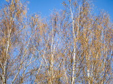 Tree Under Blue Sky