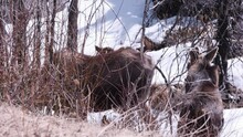 Two Boreal Yearling Moose Calves Eat Tasty Spring Willows In Snow