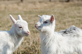 Fototapeta Łazienka - Little funny goatlings in a spring pasture