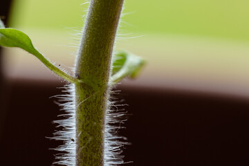 Macro of fluffy tomato plant stem.