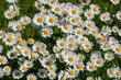 © Iva - Leucanthemum vulgare oxeye daisy flowers in bloom, wild meadow marguerite flowering plants on green meadow