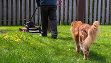Rear View Of Nova Scotia Duck Tolling Retriever Following A Middle Aged Man Mowing The Lawn With A Red Lawnmower. Dandelions On The Lawn, Fence Background. Ontario, Canada.