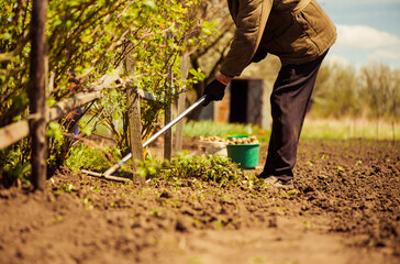 Leinwandbilder - senior farmer working with rakes to clean farmland soil  