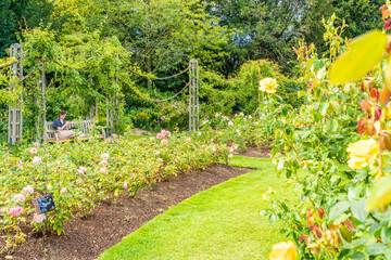 Canvas Print - July 2020. London. Regents park in London, England UK Europe