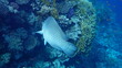 Humphead wrasse or Napoleon wrasse, Napoleon fish, Napoleonfish (Cheilinus undulatus) undersea, Red Sea, Egypt, Sharm El Sheikh, Nabq Bay
