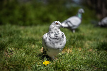 Beautiful Noble Pigeon Looking Into The Frame