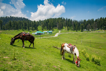 Horses grazing in mountain of Gulmarg a hill station in summer time, a popular skiing destination of the Indian state of Jammu & Kashmir.