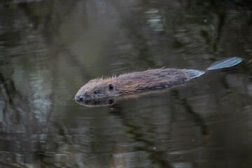 Euroasian beaver, Castor fiber, floating on a calm pond with reflection during early morning on a spring day in scotland.