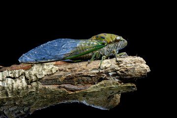 Sticker - Cicada on twigs