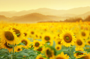 Beautiful field of blooming sunflowers against sunset golden light and blurry mountains landscape background