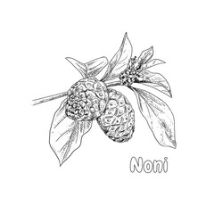 Poster - Hand drawn noni branch. Superfood. Vector illustration isolated on white background.